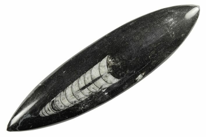 Polished Fossil Orthoceras (Cephalopod) - Morocco #182094